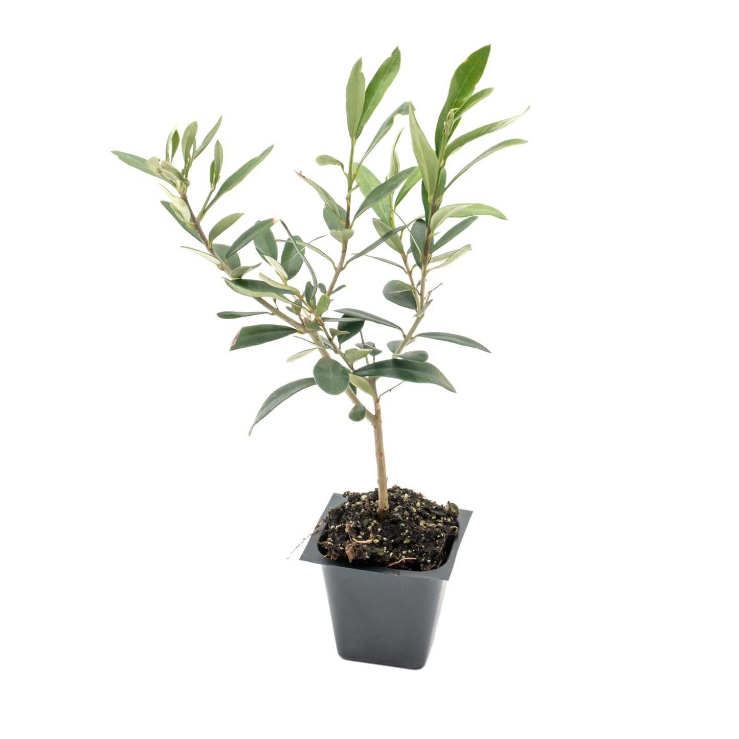 Dwarf Fruitless Olive Tree | Live Sapling in 2.5 Inch Nursery Cube | Olea europaea 'Little Ollie'