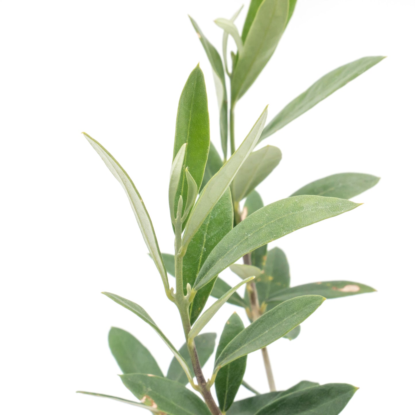 Dwarf Fruitless Olive Tree | Live Sapling in 2.5 Inch Nursery Cube | Olea europaea 'Little Ollie'
