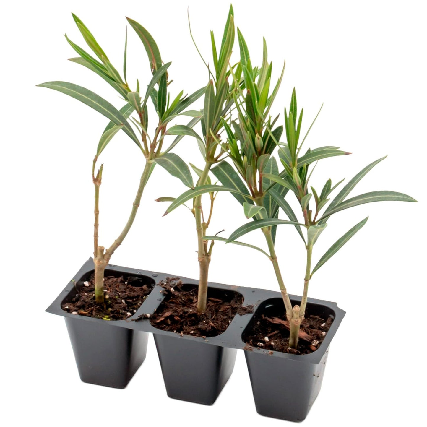 Dwarf Red Oleander | Live Plant in 2.5 Inch Nursery Cube | Nerium Oleander 'Dwarf Red'