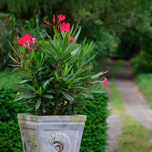 Dwarf Red Oleander in 2.5” Nursery Cubes (Nerium Oleander 'Dwarf Red') | Compact Evergreen Flowering Live Shrub for Borders, Hedges & Pots
