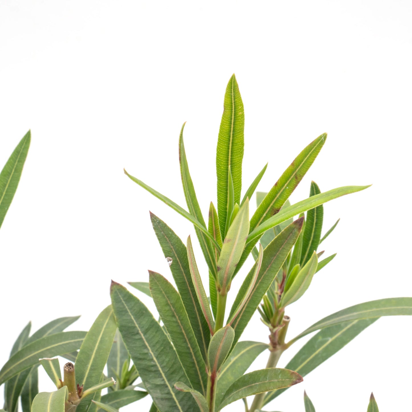 Dwarf Red Oleander | Live Plant in 2.5 Inch Nursery Cube | Nerium Oleander 'Dwarf Red'