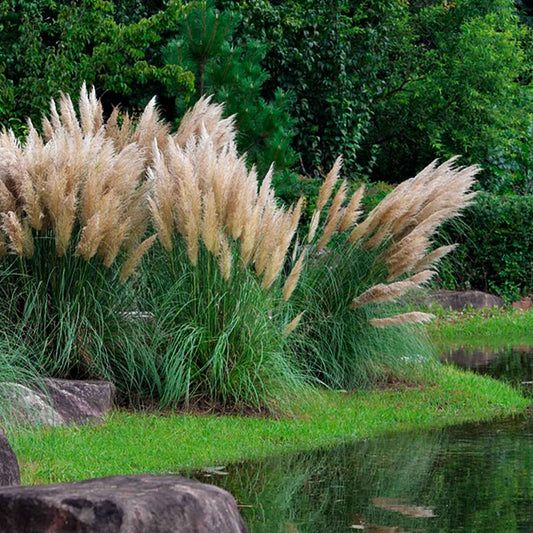 Dwarf White Pampas Grass (Cortaderia selloana ‘Pumila’) in 3.5" Nursery Cubes