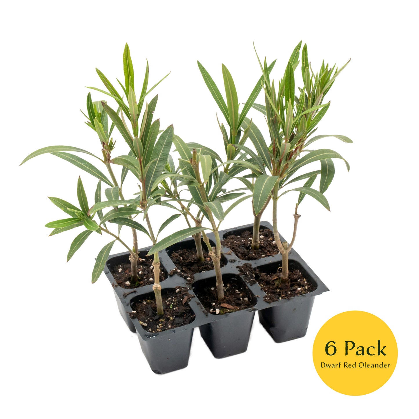 Dwarf Red Oleander | Live Plant in 2.5 Inch Nursery Cube | Nerium Oleander 'Dwarf Red'