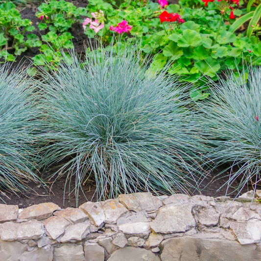 Elijah Blue Fescue Grass (Festuca ovina ‘Elijah Blue’) in 2.5" Nursery Cubes