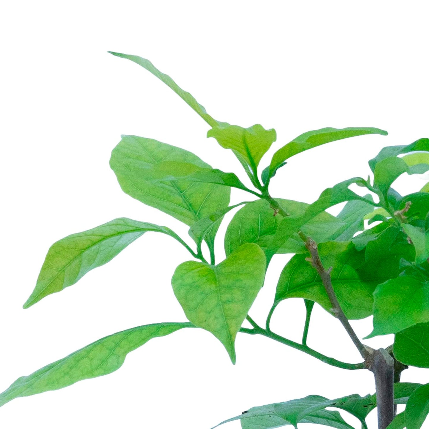 Elizabeth Angus Bougainvillea (Bougainvillea 'Elizabeth Angus') in 2.5" Nursery Cubes