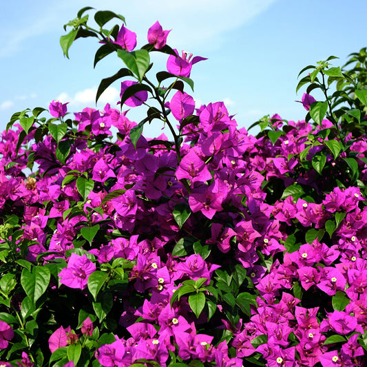 Elizabeth Angus Bougainvillea (Bougainvillea 'Elizabeth Angus') in 2.5" Nursery Cubes