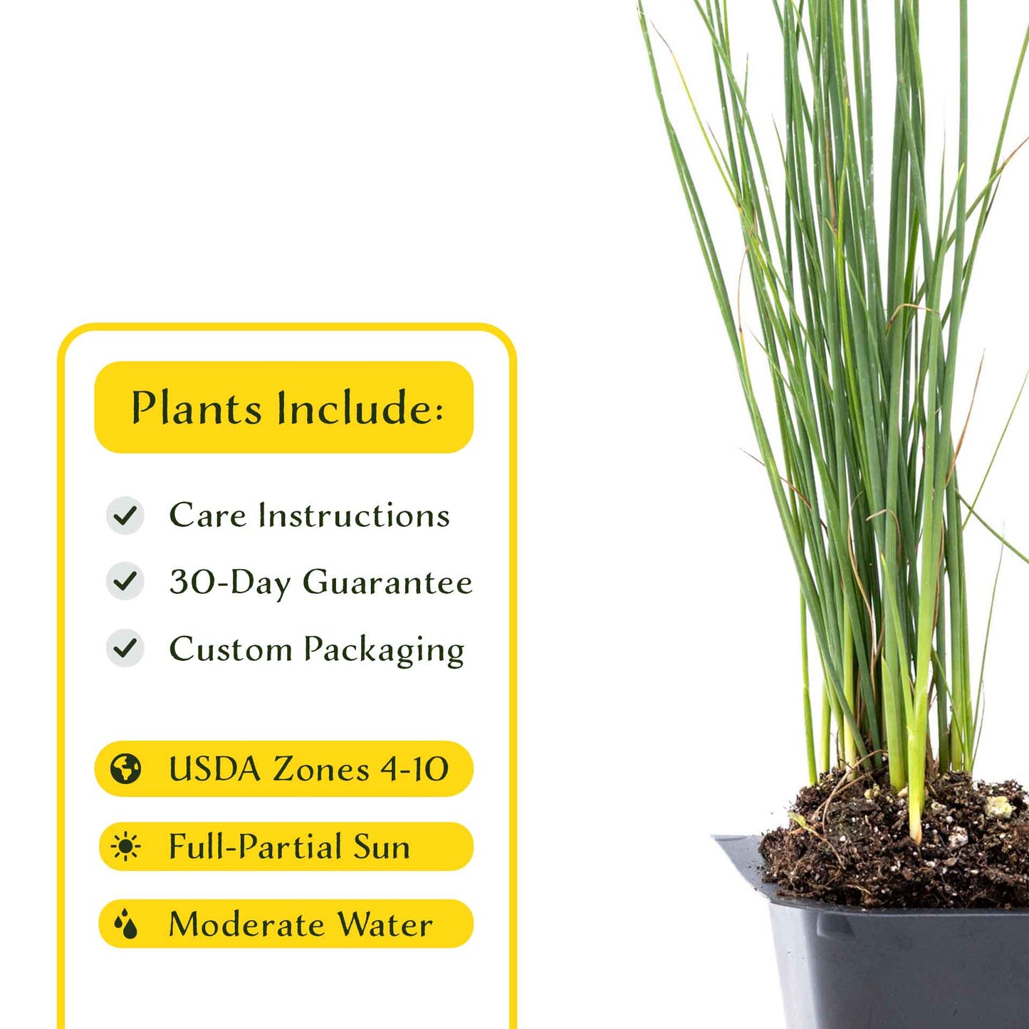 3 Elk Blue California Gray Rush, Live Plants in 2.5" Cubes (Juncus P. Elk Blue) Ornamental Wetland Rush with Stiff Upright Blue-Gray Foliage