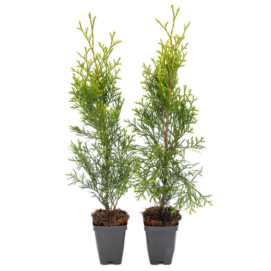 2 Emerald Green Arborvitae Saplings in 3.5” Cubes | Live Evergreen Privacy Tree for Dense Landscaping Screens (Thuja occidentalis 'Smaragd')