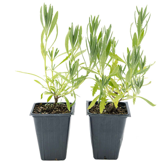 2 English Lavender Plants in 3.5" Cubes | Fragrant Evergreen Shrub with Purple Flowers for Landscaping & Gardens (Lavandula angustifolia)