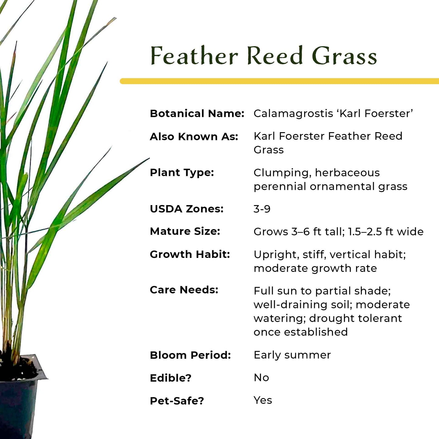 Feather Reed Grass in 2.5” Nursery Cubes (Calamagrostis ‘Karl Foerster’) in 2.5" Nursery Cubes