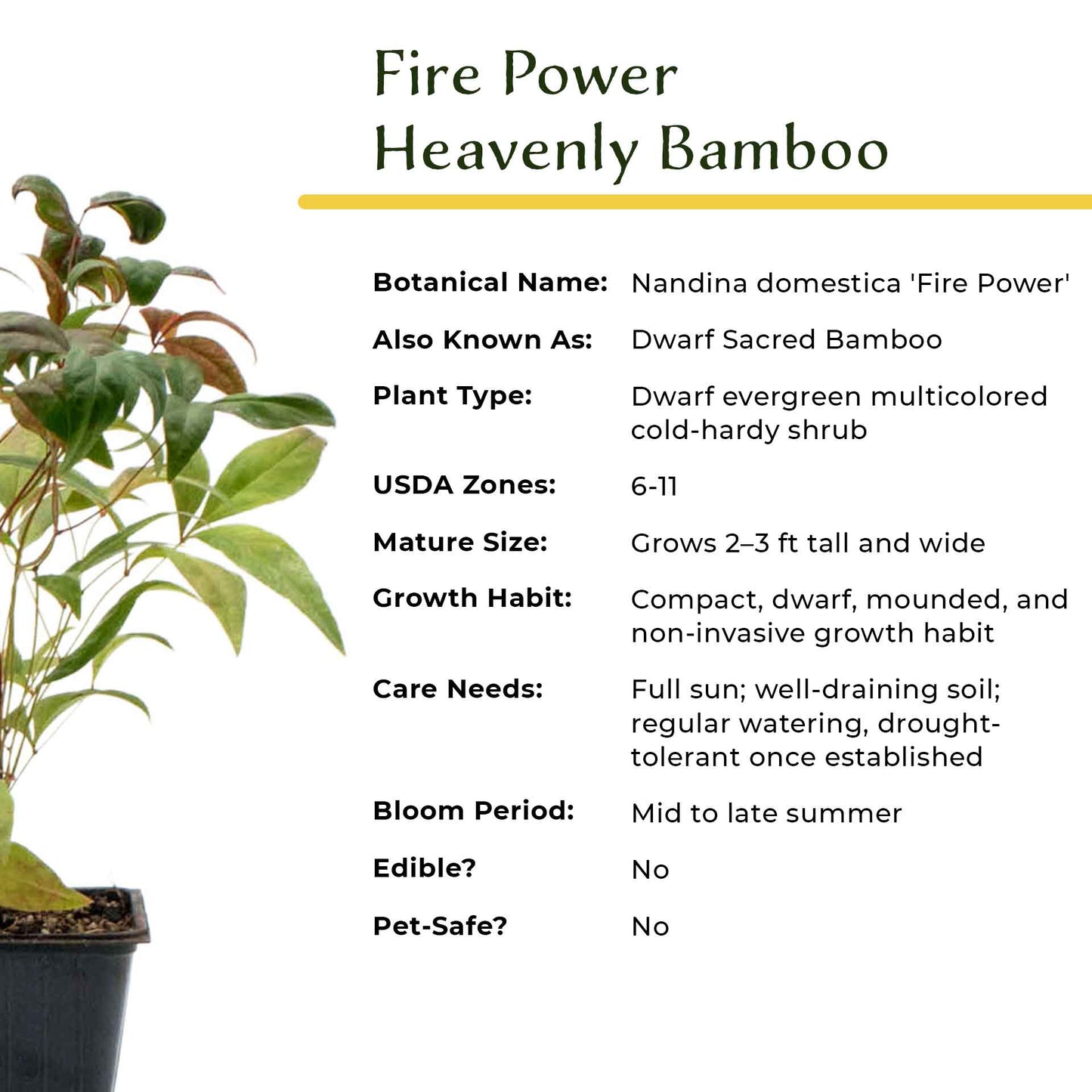 Fire Power Heavenly Bamboo in 3.5” Nursery Cubes (Nandina domestica 'Fire Power')