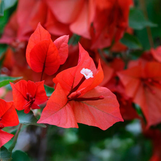 Flame Bougainvillea | Live Plant in 2.5 Inch Nursery Cube | Bougainvillea glabra 'Flame'
