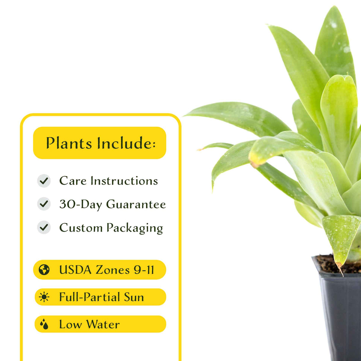 2 Foxtail Agave Succulents, Live Plants in Nursery Cubes (Agave attenuata) Spineless Blue-Gray Evergreen Succulent with Soft Arching Rosette