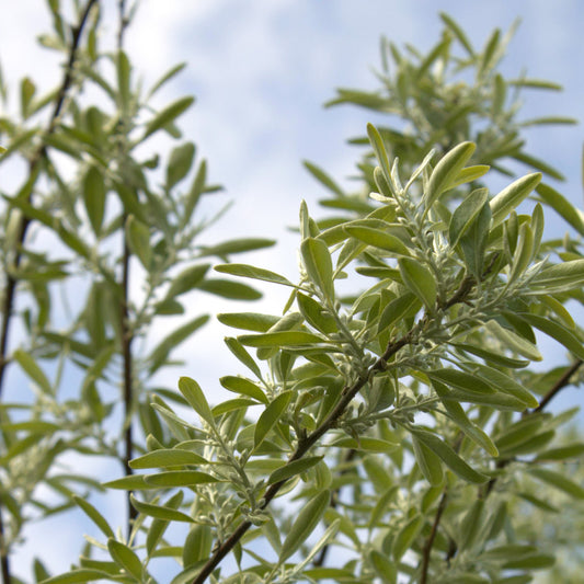 Fruitless Olive Tree | Live Sapling in 2.5 Inch Nursery Cube | Olea Europaea Wilsonii