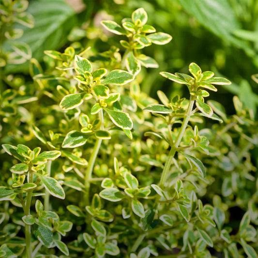 Golden Lemon Thyme in 2.5” Nursery Cubes (Thymus citriodorus ‘Golden’)