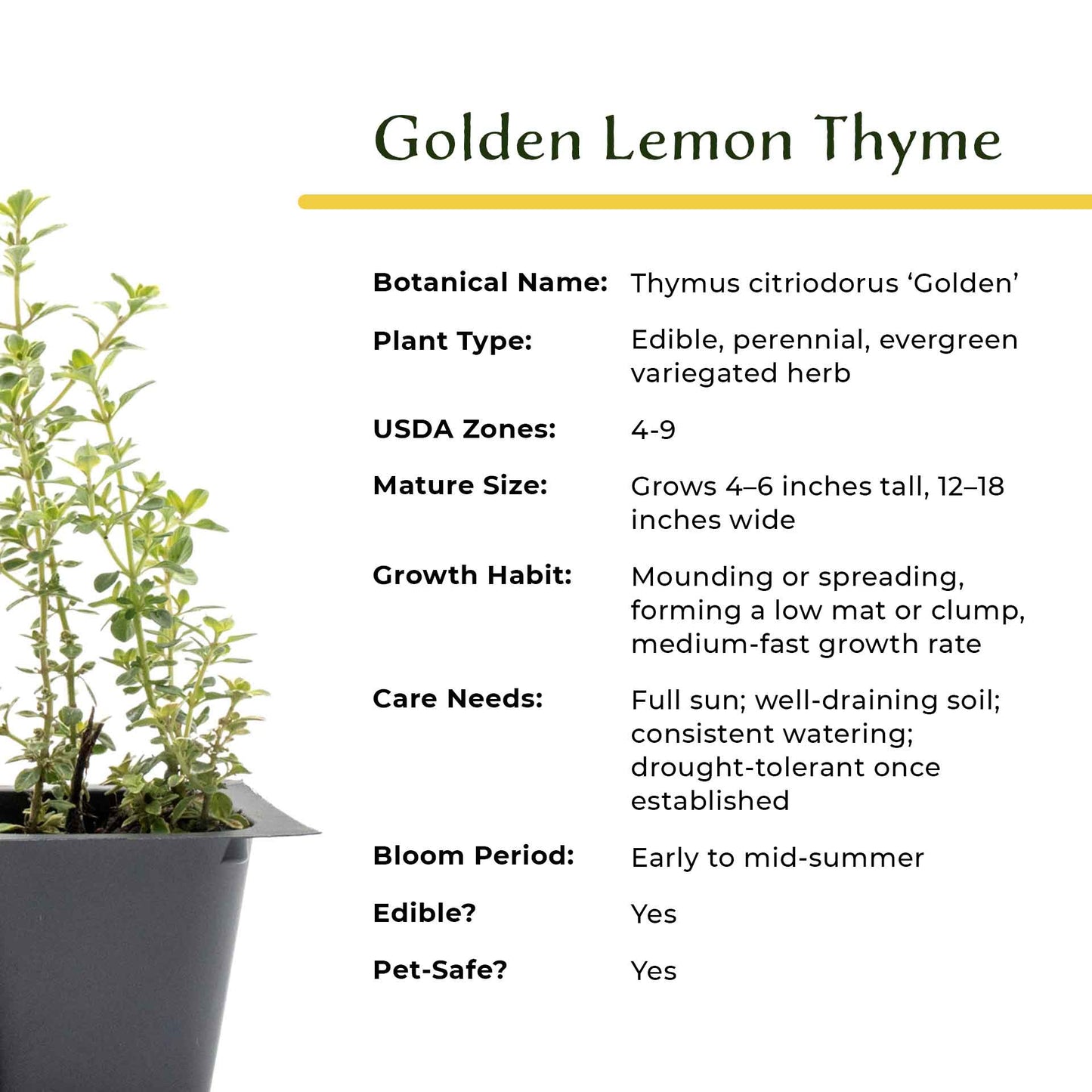 Golden Lemon Thyme in 2.5” Nursery Cubes (Thymus citriodorus ‘Golden’)