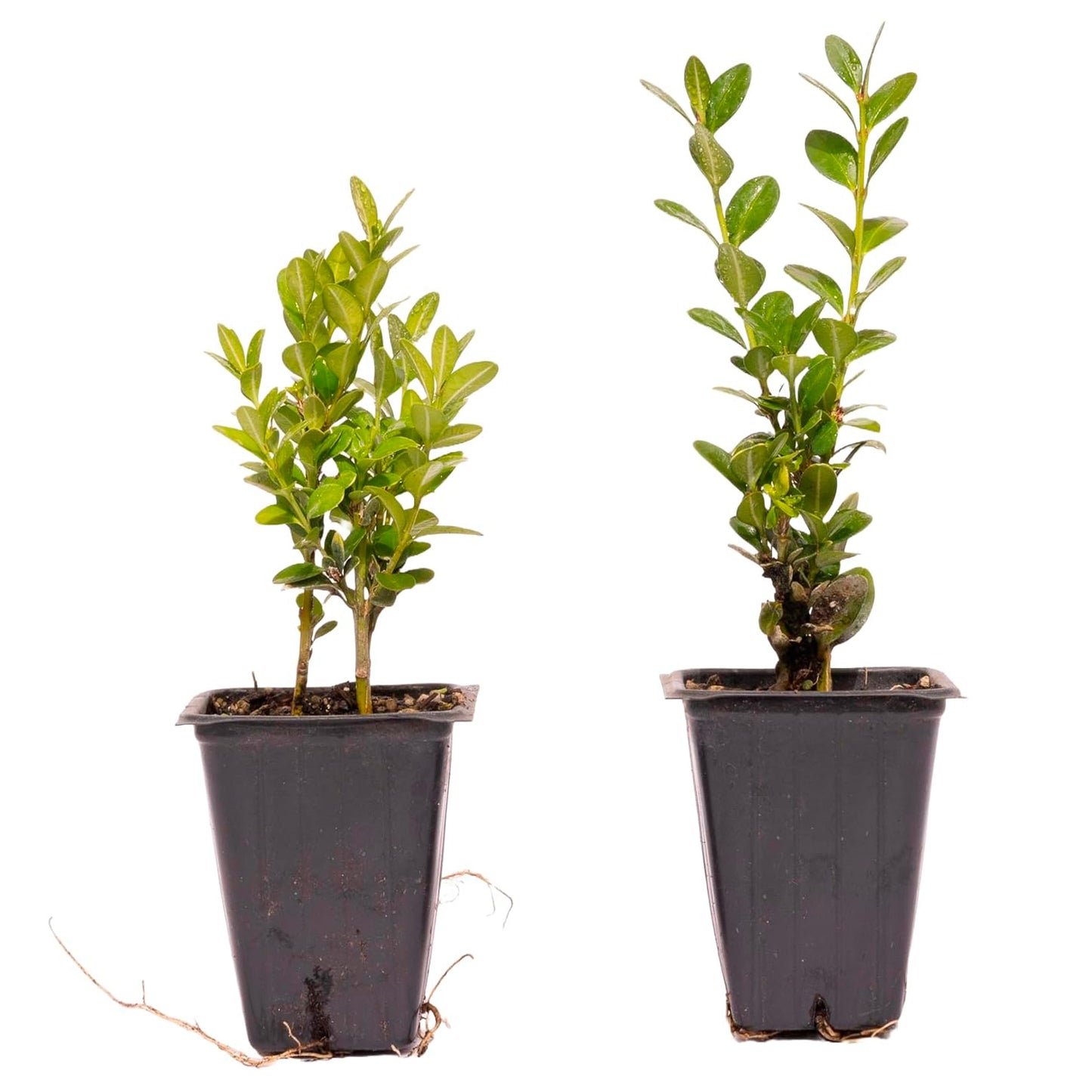 Green Mountain Boxwood | Live Plant in 2.5 Inch Nursery Cube | Buxus ‘Green Mountain’