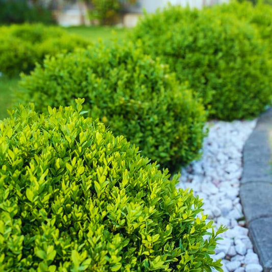 Green Velvet Boxwood | Live Plant in 2.5 Inch Nursery Cube | Buxus ‘Green Velvet’