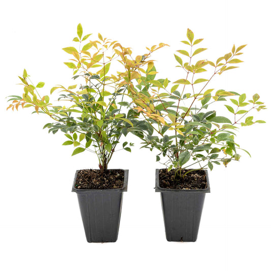 2 Gulf Tide Heavenly Bamboo Plants in 3.5” Cubes | Ornamental Red-Tipped Evergreen Shrub for Landscaping & Borders (Nandina domestica)