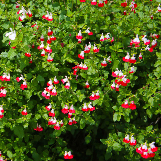 Hot Lips Sage in 3.5” Nursery Cubes (Salvia microphylla ‘Hot Lips’)