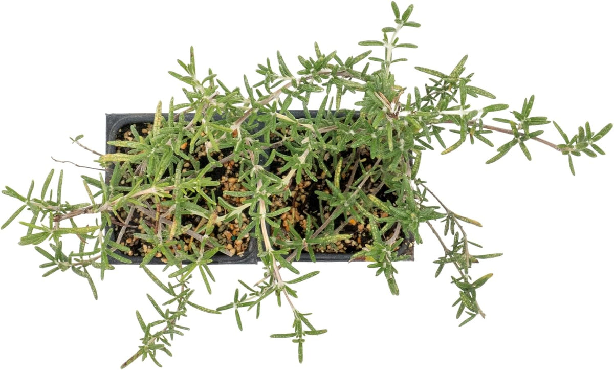 2 Huntington Carpet Rosemary in 3.5" Nursery Cubes (Rosmarinus officinalis ‘Huntington')