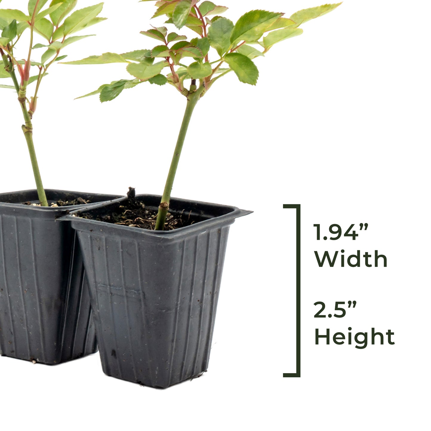 White Iceberg Rose | Live Plant in 2.5 Inch Nursery Cube | Rosa 'KORbin'