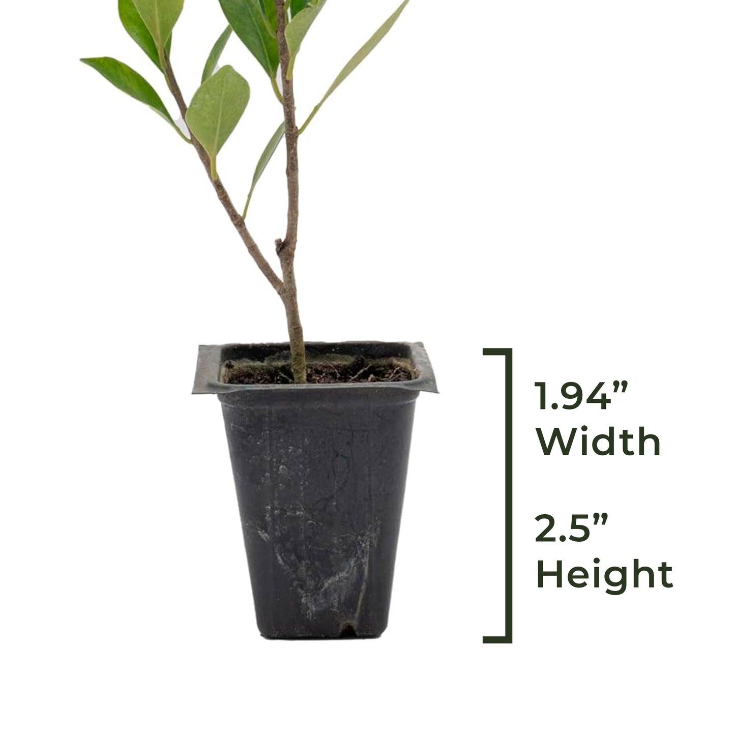 Indian Laurel Fig Tree | Live Sapling in 2.5 Inch Nursery Cube | Ficus Nitida