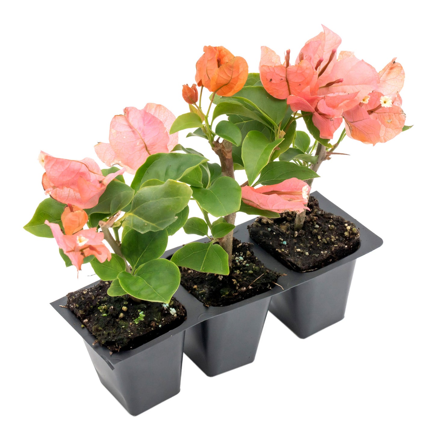 James Walker Bougainvillea | Live Plant in 2.5 Inch Nursery Cube | Bougainvillea 'James Walker'