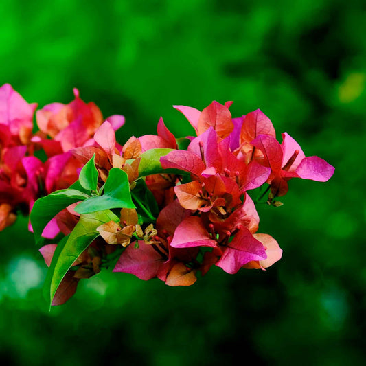 James Walker Bougainvillea in 2.5” Nursery Cubes (Bougainvillea 'James Walker')