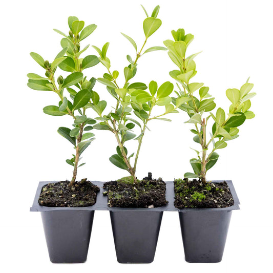 3 Japanese Boxwood Plants in 2.5” Cubes | Evergreen Shrub for Compact Topiary Hedges & Landscape Borders (Buxus microphylla var. japonica)