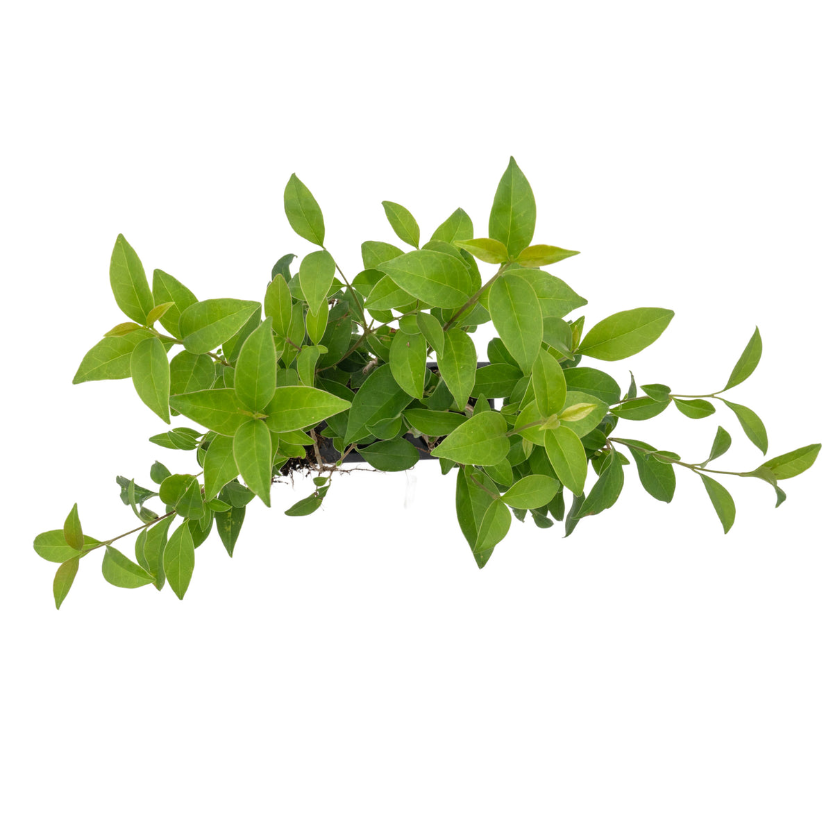 3 Japanese Privet in 2.5" Nursery Cubes | Ligustrum japonicum | Evergreen Shrub for Hedges, Screens & Borders