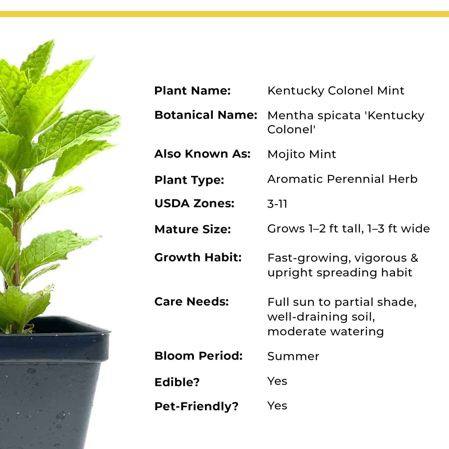 Kentucky Mint (Mentha spicata 'Kentucky Colonel')