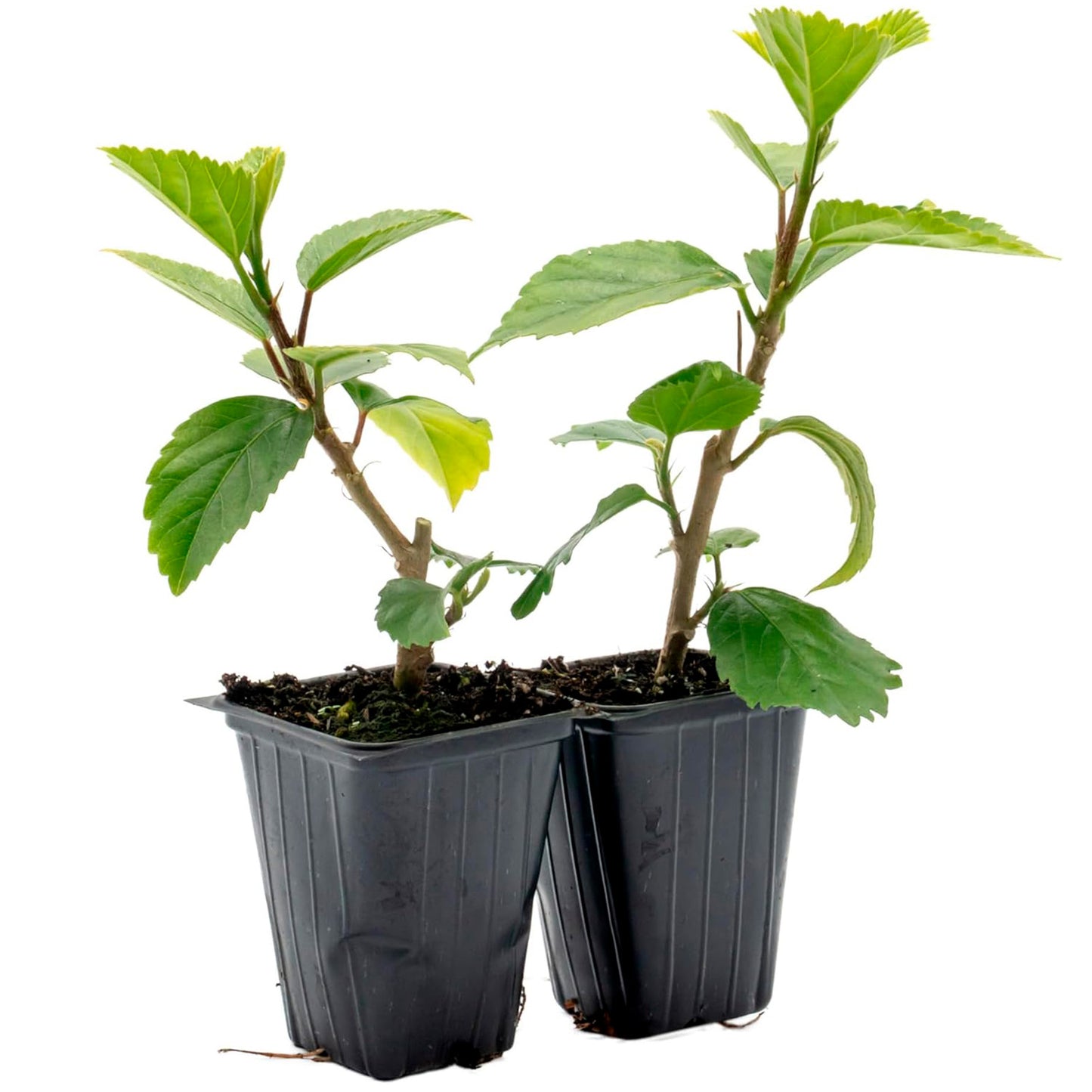 Kona Hibiscus | Live Plant in 2.5 Inch Nursery Cube | Hibiscus rosa-sinensis Hybrid