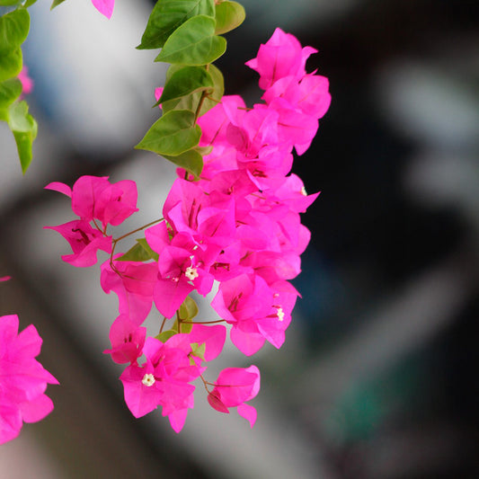 La Jolla Bougainvillea | Live Plant in 2.5 Inch Nursery Cube | Bougainvillea 'La Jolla'