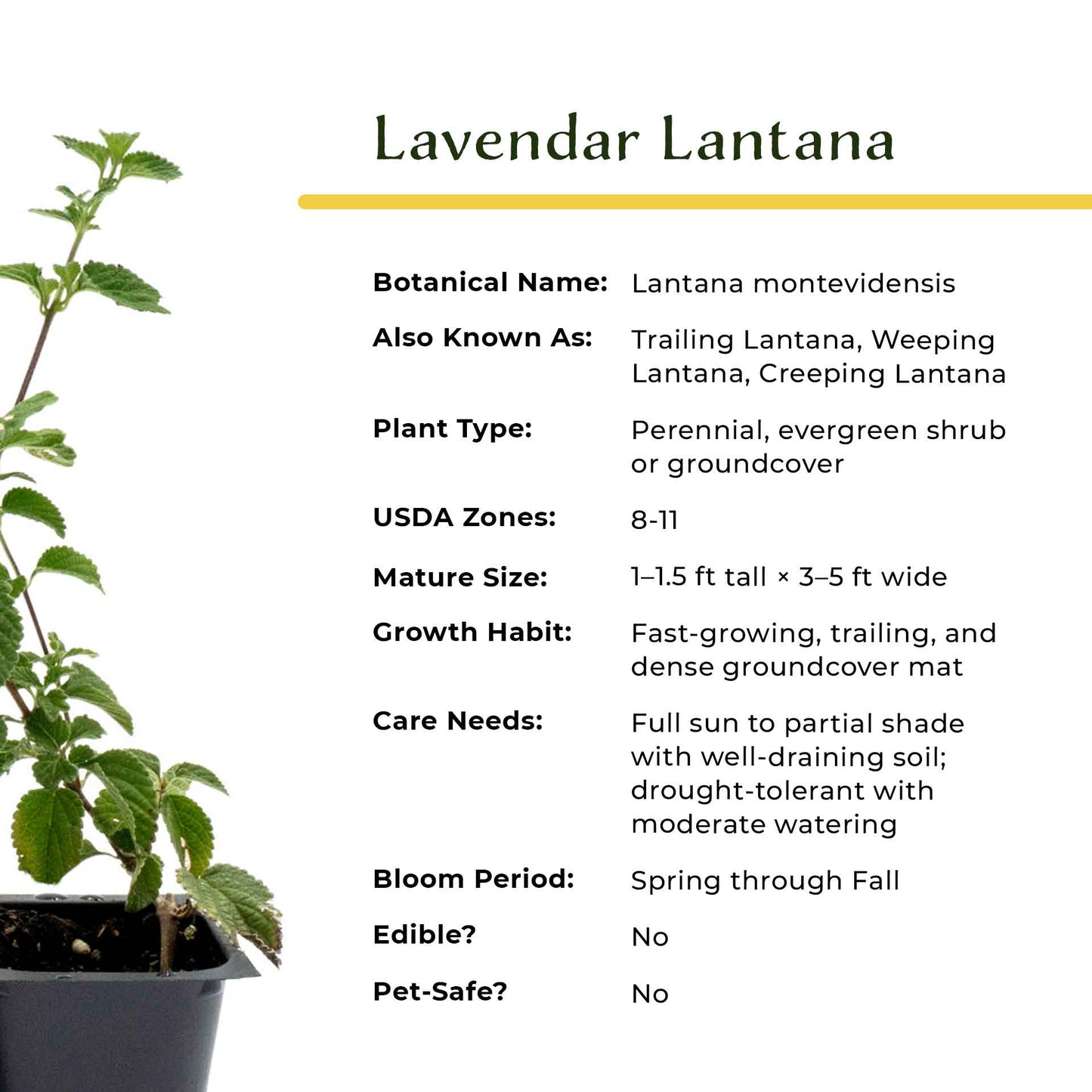 Lavender Lantana in 2.5” Nursery Cubes (Lantana montevidensis)