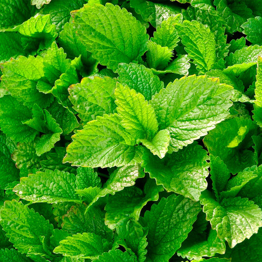 Lemon Balm | Live Herb in 4 Inch Nursery Pot | Melissa Officinalis
