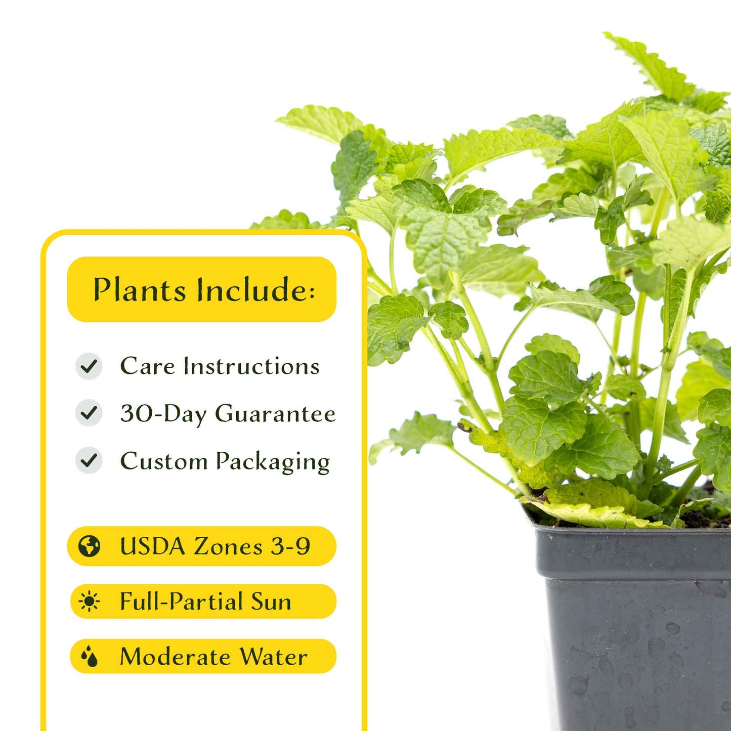 2 Lemon Balm in Cubes | Aromatic Culinary Herb with Lemon-Scented Foliage for Teas, Pollinators, Containers & Gardens (Melissa officinalis)