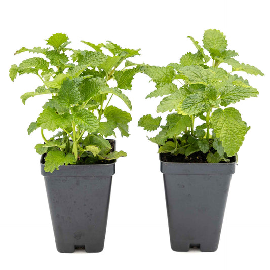 2 Lemon Balm in Cubes | Aromatic Culinary Herb with Lemon-Scented Foliage for Teas, Pollinators, Containers & Gardens (Melissa officinalis)