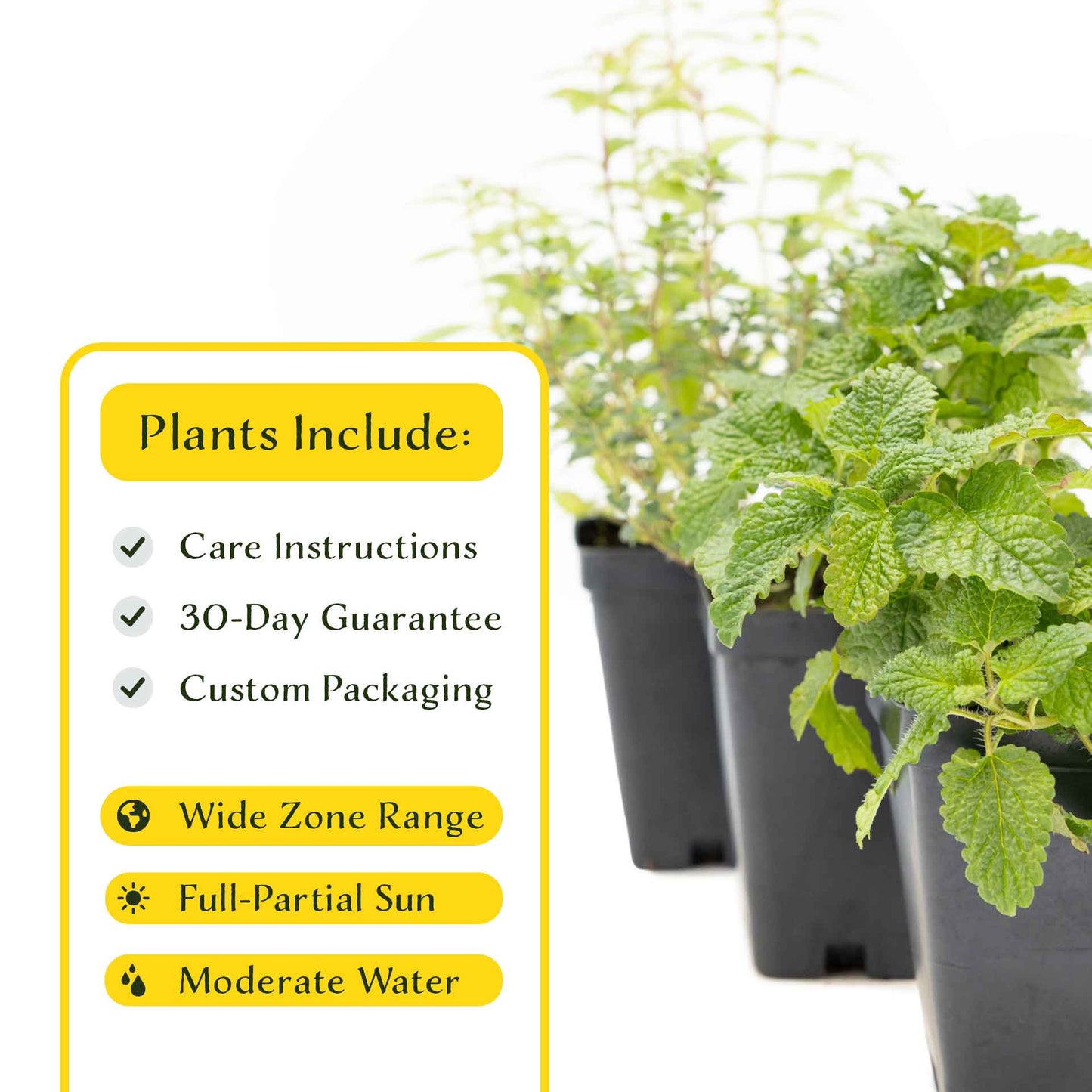 1 Lemon Herb Plant Trio: Aromatic Culinary Herbs in 3.5" Cubes | Garden-Ready Lemon Balm, Verbena & Thyme with Fres Citrus Flavor for Garden