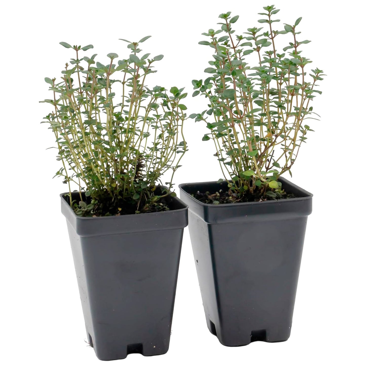 Lemon Thyme | Live Herb in 2.5 Inch Nursery Cube | Thymus Citriodorus