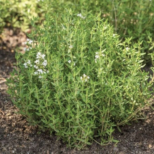 Lemon Thyme | Live Herb in 2.5 Inch Nursery Cube | Thymus Citriodorus