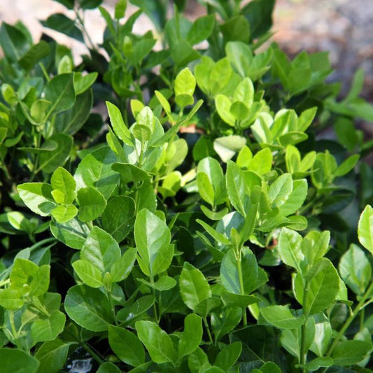Manhattan Euonymus | Live Plant in 2.5 Inch Nursery Cube | Euonymus Kiautschovicus ‘Manhattan’