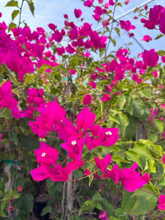 Miami Pink Bougainvillea (Bougainvillea 'Miami Pink') in 2.5" Nursery Cubes