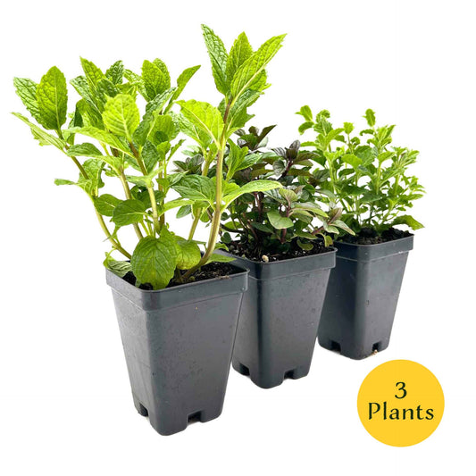 Mint Herb Trio: Peppermint, Spearmint & Strawberry Mint (Mentha spp.)