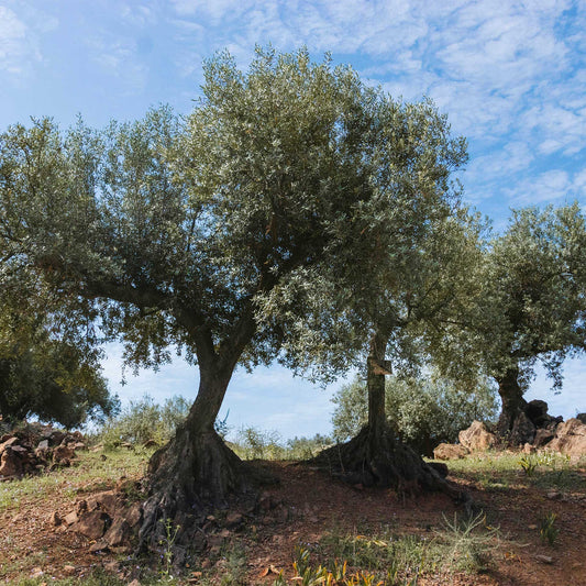 Mission Olive Tree in 2.5″ Cubes (Olea europaea ‘Mission’)