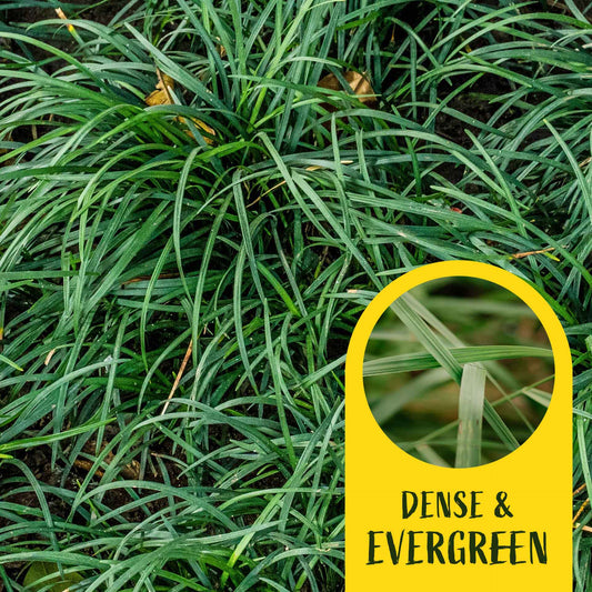 3 Mondo Grass, Live Plants in 2.5" Cubes (Ophiopogon japonicus) Shade-Loving Evergreen Ornamental Groundcover with Clumping Spreading Habit