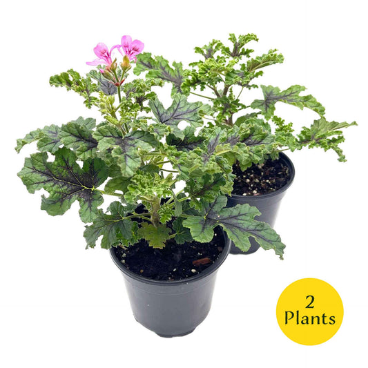 2 Moskito Shocker Citronella Plants in 4" Pots | Variegated Fragrant Geranium with Mosquito-Repelling Scent, Black Ribbing, & Pink Blooms