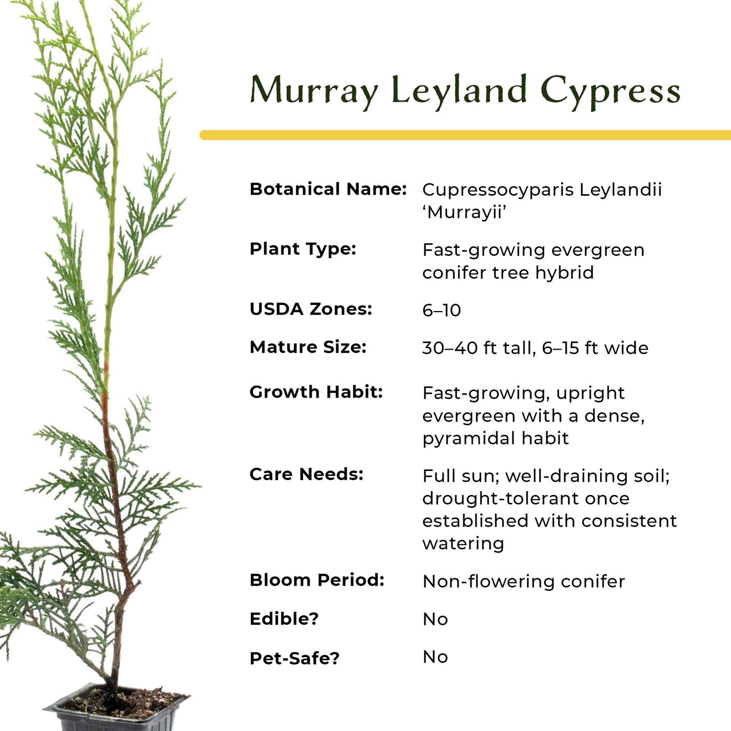 Murray Leyland Cypress in 3.5” Nursery Cubes (Cupressocyparis leylandii ‘Murrayii’)