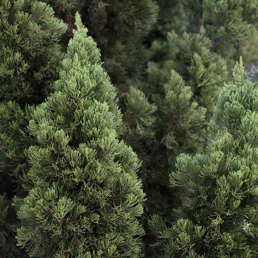 Murray Leyland Cypress in 3.5” Nursery Cubes (Cupressocyparis leylandii ‘Murrayii’)