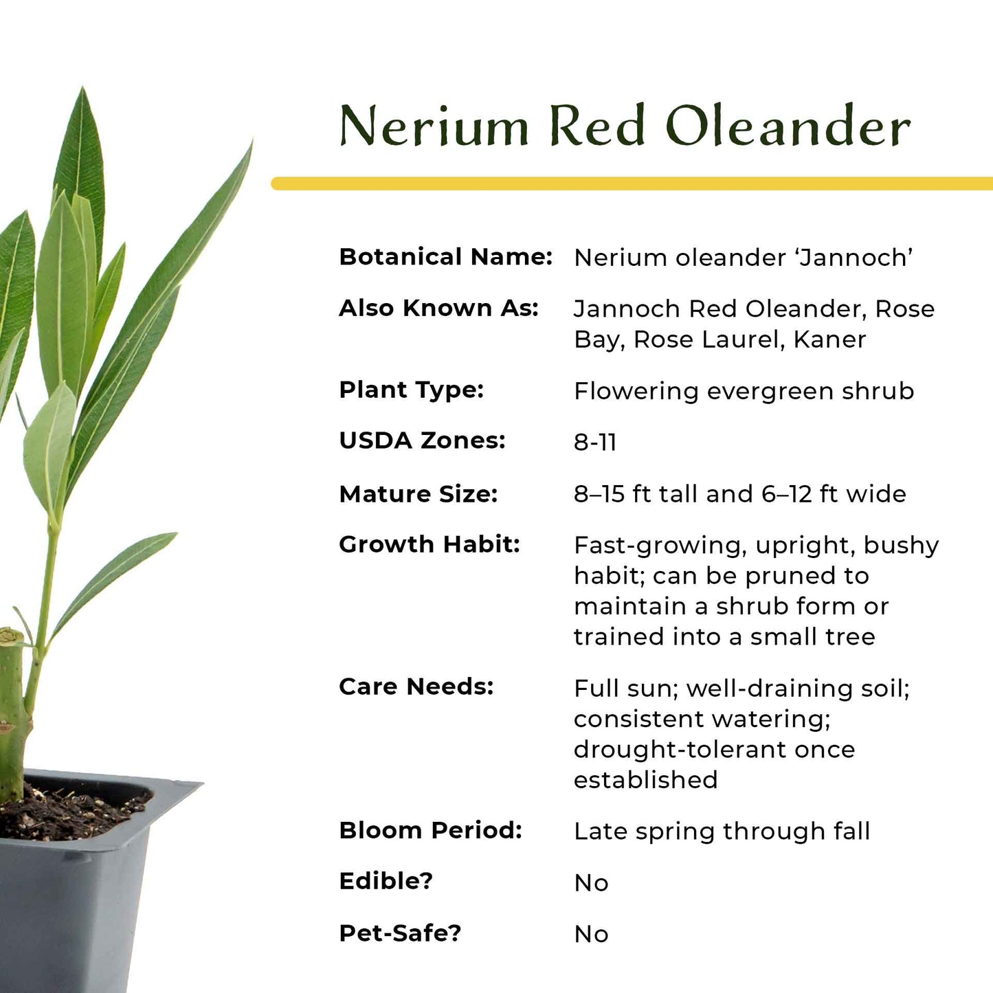 Nerium Red Oleander in 2.5” Nursery Cubes (Nerium oleander ‘Jannoch’)